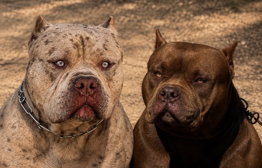 MatoThoro e Mika, um dos casais do King Bull Kennel