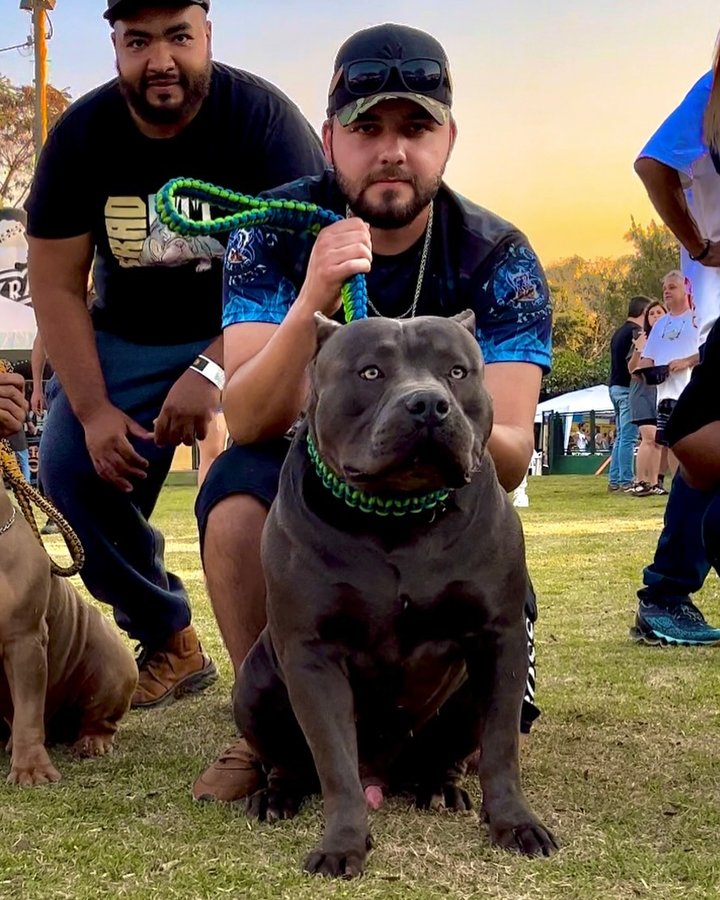 Leonardo, do King Bull Kennel, com o Brutinho em um evento da IBC Dogs