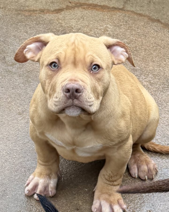 Filhote de Pit Monster do King Bull Kennel