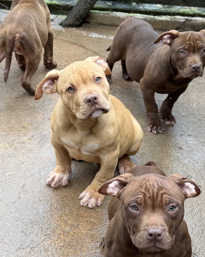 Filhote de Pit Monster do King Bull Kennel