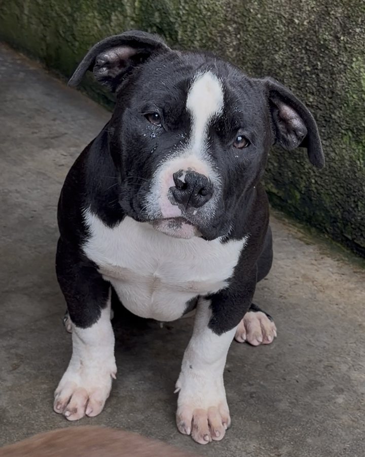 Filhote de Pit Monster do King Bull Kennel