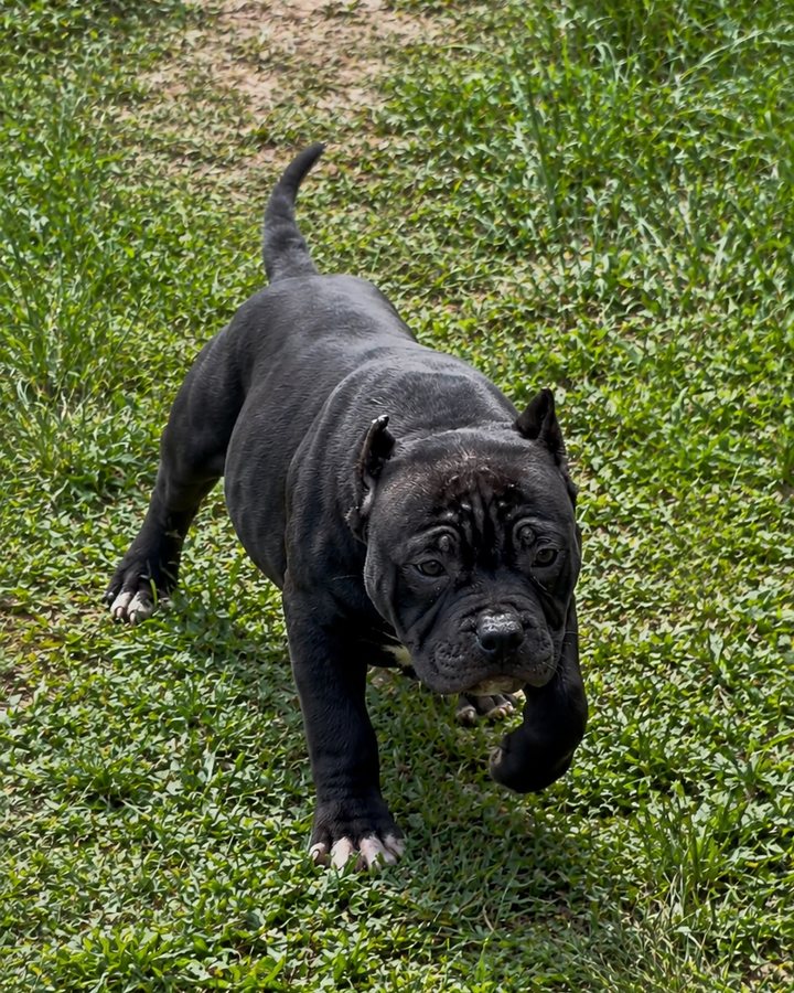 Filhote de Pit Monster do King Bull Kennel