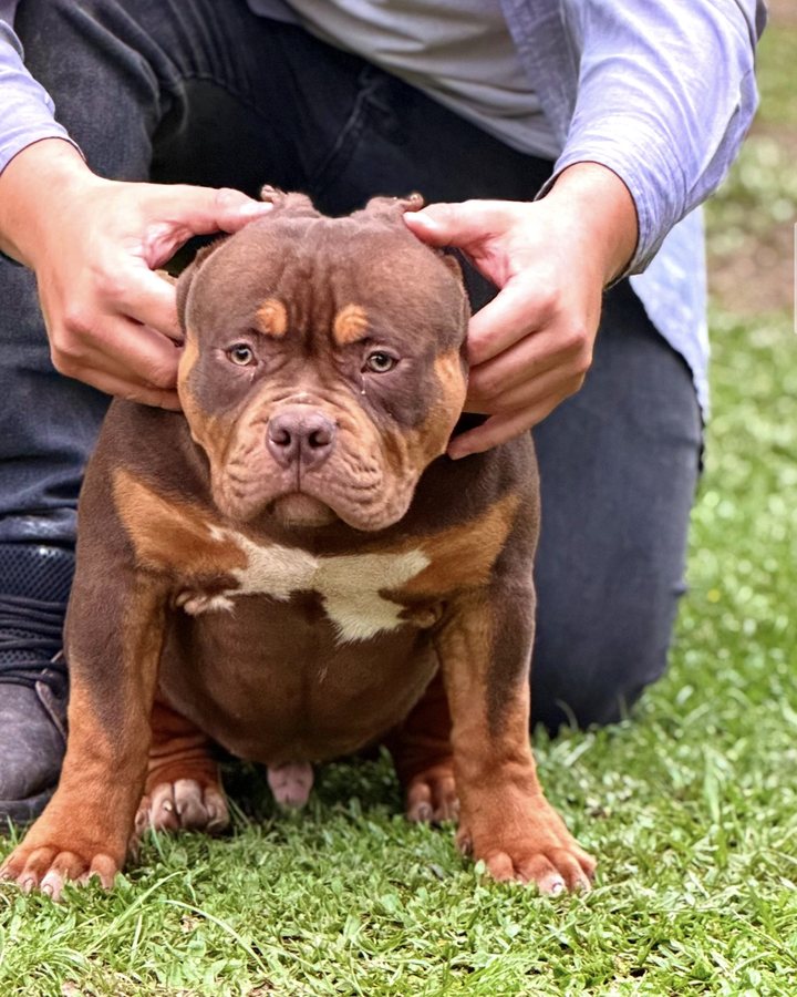 Filhote de Pit Monster do King Bull Kennel