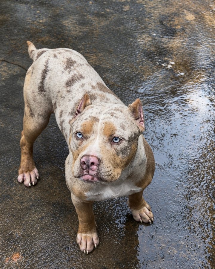 Filhote de Pit Monster do King Bull Kennel