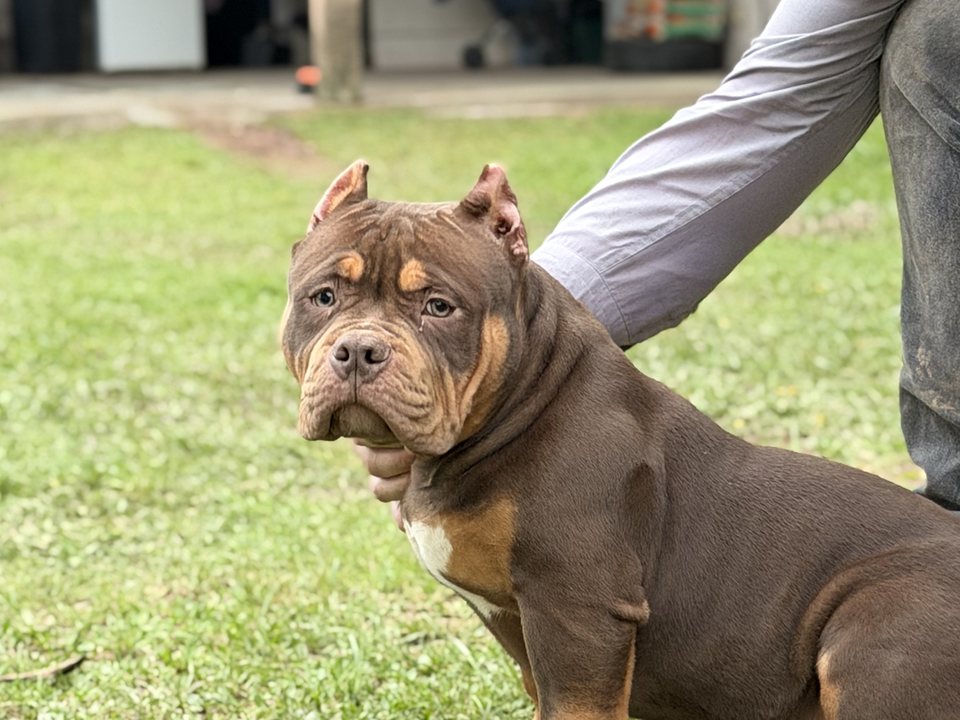 Filhote de Pit Monster do King Bull Kennel